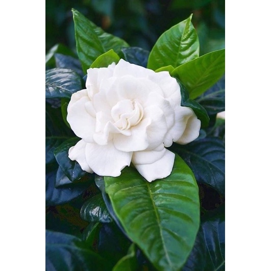 CÂY BẠCH THIÊN HƯƠNG cao 60-70 cm