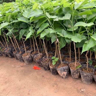 Cây dâu quả dài  (ảnh thật)