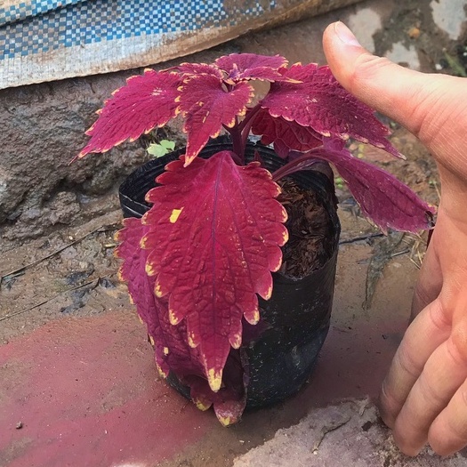 Cây tía tô - cây lá gấm đỏ chiều cao 10-15cm  màu sắc lạ mắt, sức sống tốt trồng trang trí công viên, sân vườn