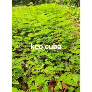 1 KG HẠT GIỐNG KEO CUBA [HẠT VỤ MỚI - NẢY MẦM CAO  ].