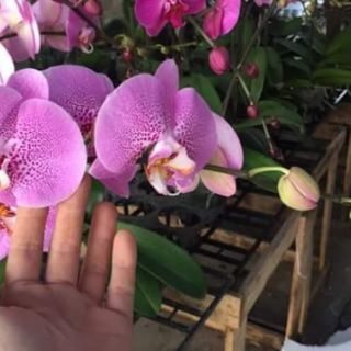 Lan hồ điệp sẵn ngồng hoa