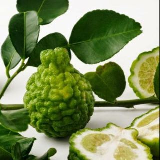 Cây chúc giống ( cao 35-50cm) + Tặng 02 cây nhót ngọt