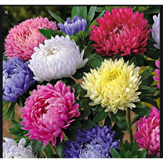 Hạt Giống hoa cúc đại đóa (magic) gói 100 hạt