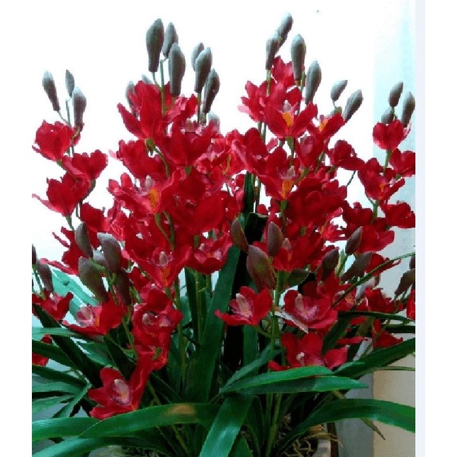 COMBO 3 củ giống địa lan santo hoa màu Đỏ