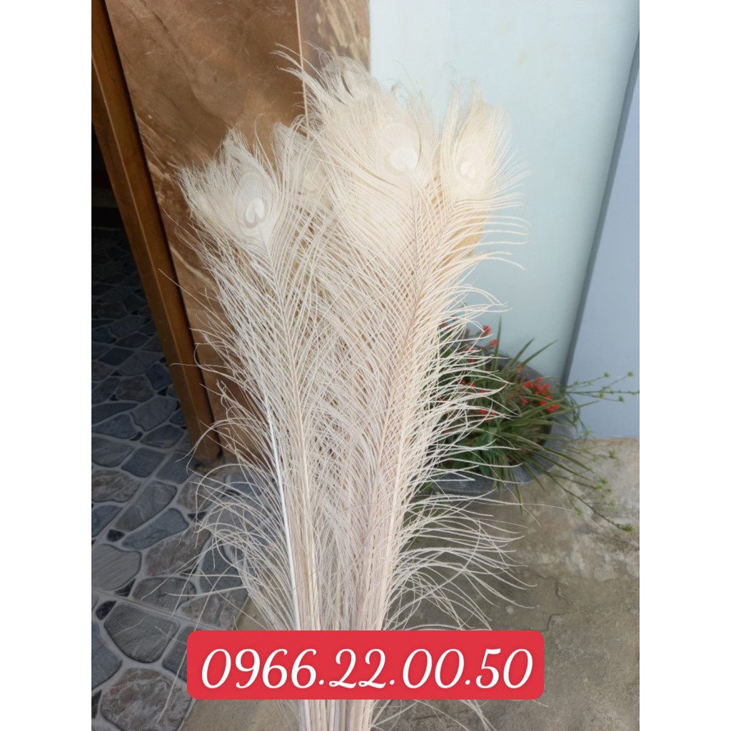 lông công trắng đẹp giá rẻ dài 70_80 cm | BigBuy360 - bigbuy360.vn