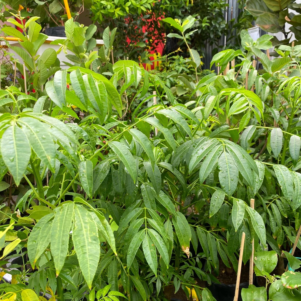 Cóc thái siêu quả, cây trưởng thành đang sẵn hoa