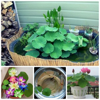 Hạt Giống Hoa Sen Mini MIX 5 Màu Gói 5 Hạt Xuất Xứ Nhật Bản