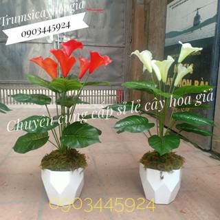 Cây Zum casu 5 bông cao cấp- Cây giả