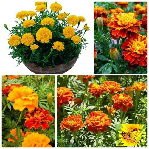 Hạt giống Cúc vạn thọ Pháp (50 hạt)