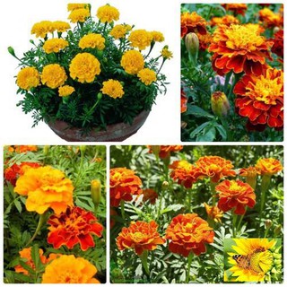 Hạt giống Cúc vạn thọ Pháp