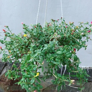 Chậu hoa mười giờ sam
