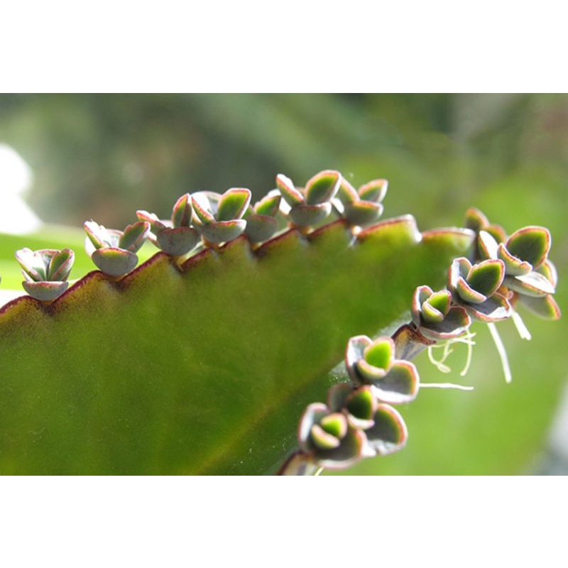 Cây lá bỏng giống màu đỏ không lai sống khoẻ