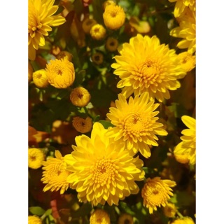 100H - HẠT GIỐNG HOA CÚC MINI VÀNG