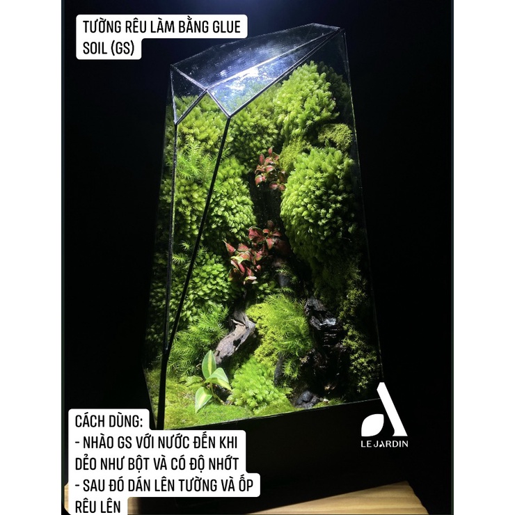 Rêu cushion, Rêu cỏ chịu cạn, rêu đầu xanh, rêu bán cạn, đắp non bộ, terrarium