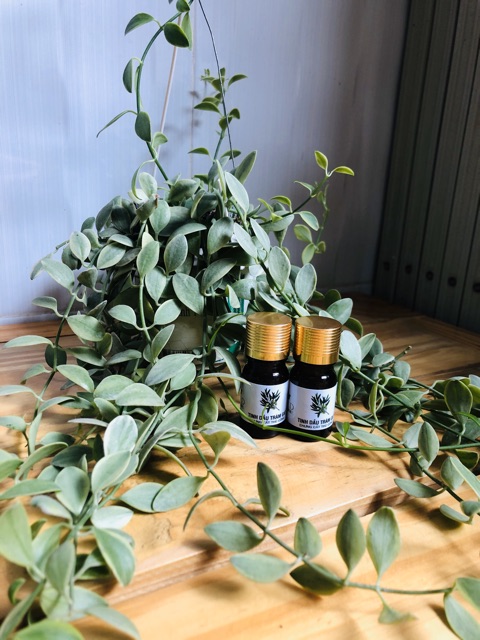 TINH DẦU TRÀM GOLD • MẸ VUI, BÉ KHOẺ | Mamy Gold