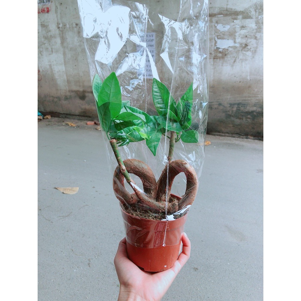 Chậu kim ngân nơ