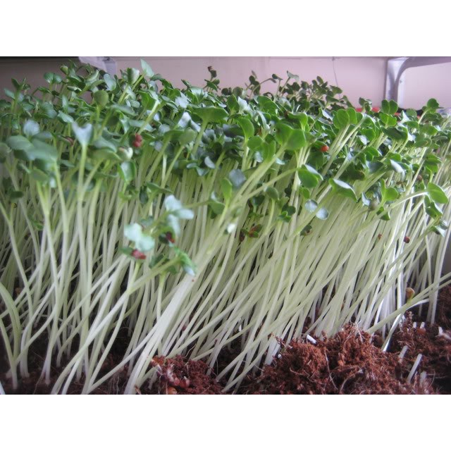 Hạt giống Rau mầm Rau muống 1KG