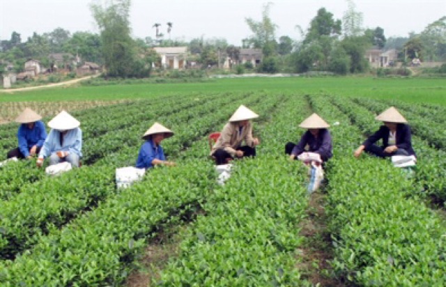 Trà Thái Nguyên 500g