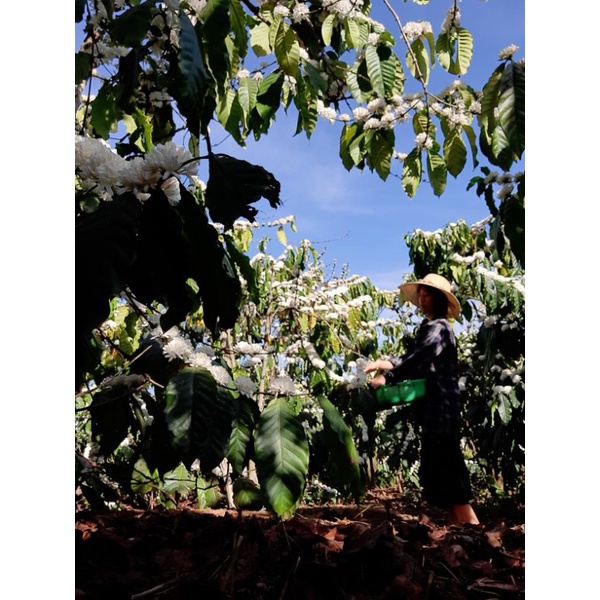 Trà hoa cà phê PHÚC LẠC Organic gói 10gr