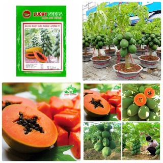 Hạt giống Đu đủ lùn ruột gấc