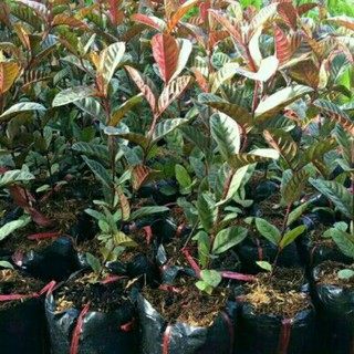 Cây ổi tím giống Malaysia