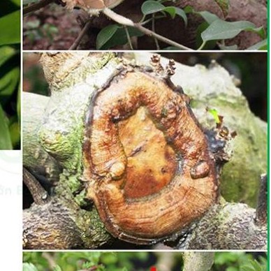 Keo liền da cây - Keo liền sẹo NaNo lọ 100g - chứa nano bạc và hoạt chất sinh học liền sẹo cây