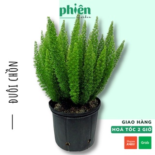 Cây Đuôi chồn để bàn kèm chậu gốm tráng men, cây ráng vệ nữ có đuôi