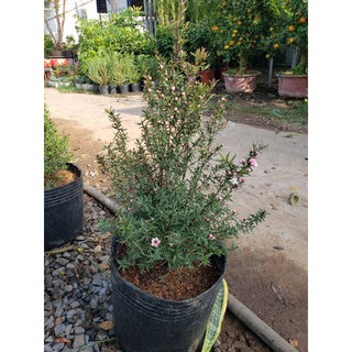 Cây Nhất Chi Mai(loại lớn.cao 80cm đến 90cm)