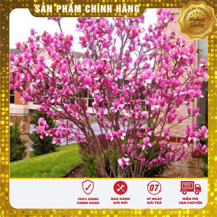 HẠT GIỐNG HOA MỘC LAN LUCKY SEEDS (3 hạt  )