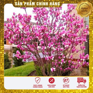 HẠT GIỐNG HOA MỘC LAN LUCKY SEEDS (3 hạt  )