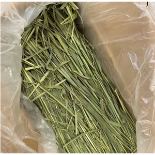 Cỏ lúa mì non wheatgrass, tiểu mạch thảo non cho thỏ, bọ ú..