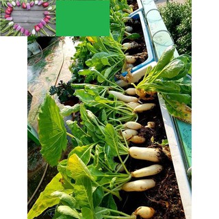 ⚡️Hạt Giống Củ Cải Đường Trắng F1⚡️ Năng Xuất Cao Kháng Sâu Bệnh Hại Gói 10 Gam Hạt KHUYẾN MẠI 2 TUẦN