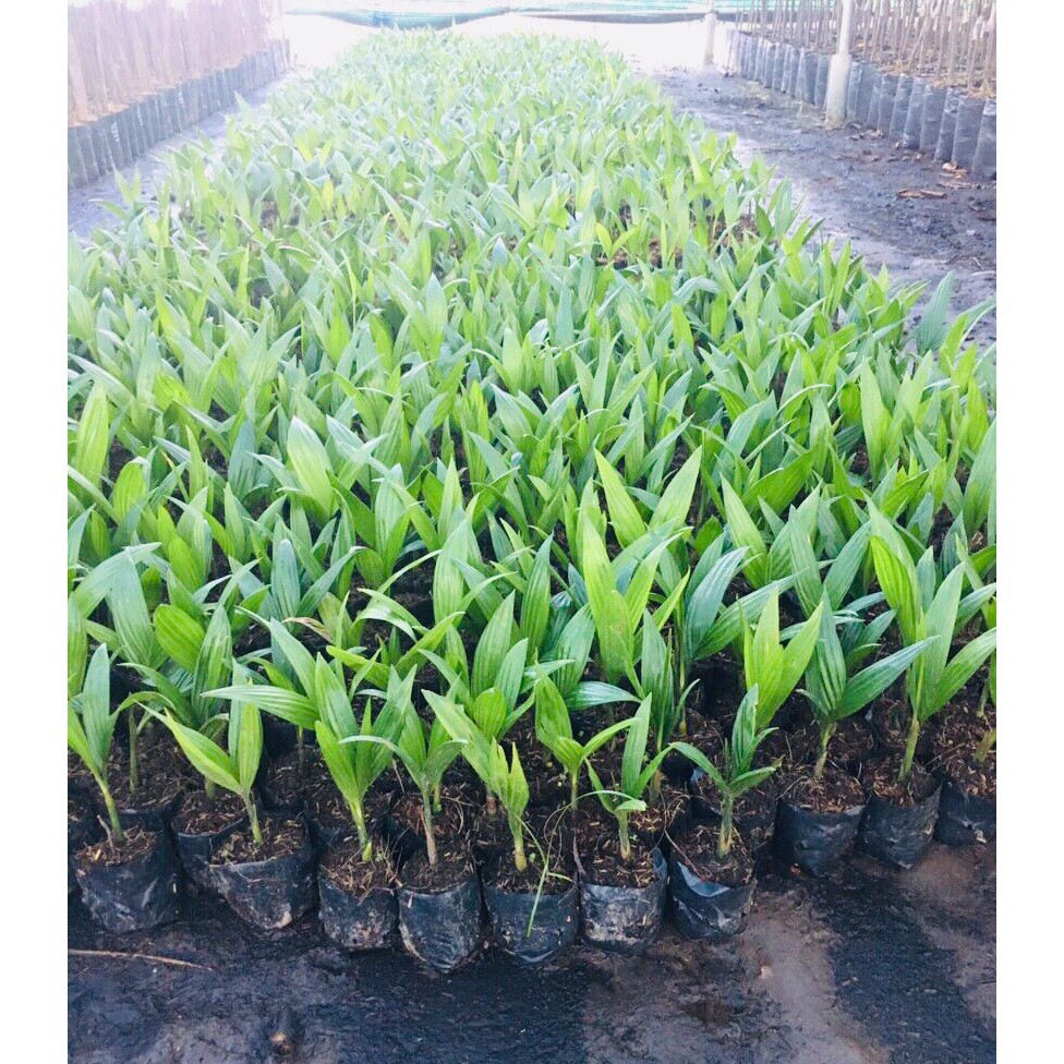 CÂY GIÔNG CAU LÙN CHUẨN CAU  TỨ  QUÝ