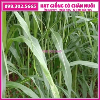 Hạt giống cỏ ngọt chăn nuôi - gói 200g