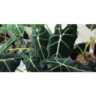 Cây Alocasia Frydek - Môn nhung - Cây khoẻ, nhiều lá