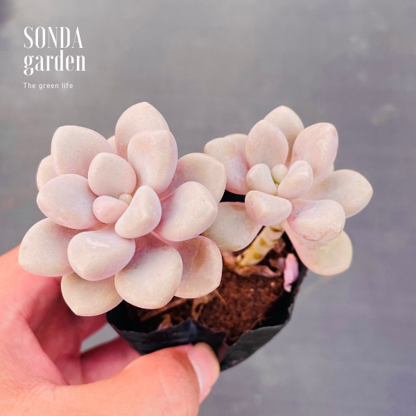 Sen đá sỏi hường cổ thụ SONDA GARDEN size bé 5-6cm, xuất xứ Đà Lạt, khoẻ đẹp, lỗi 1 đổi 1