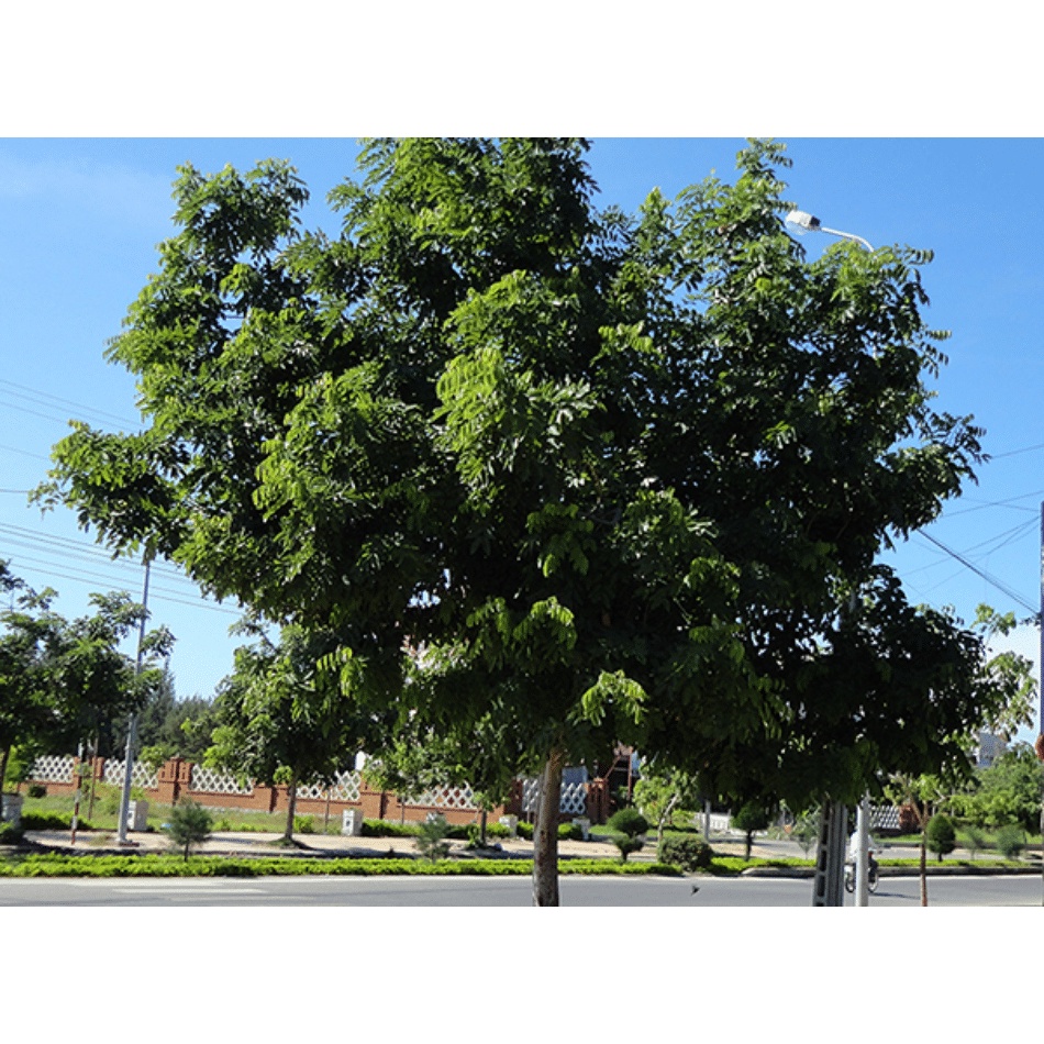 Cây giống Lát Hoa