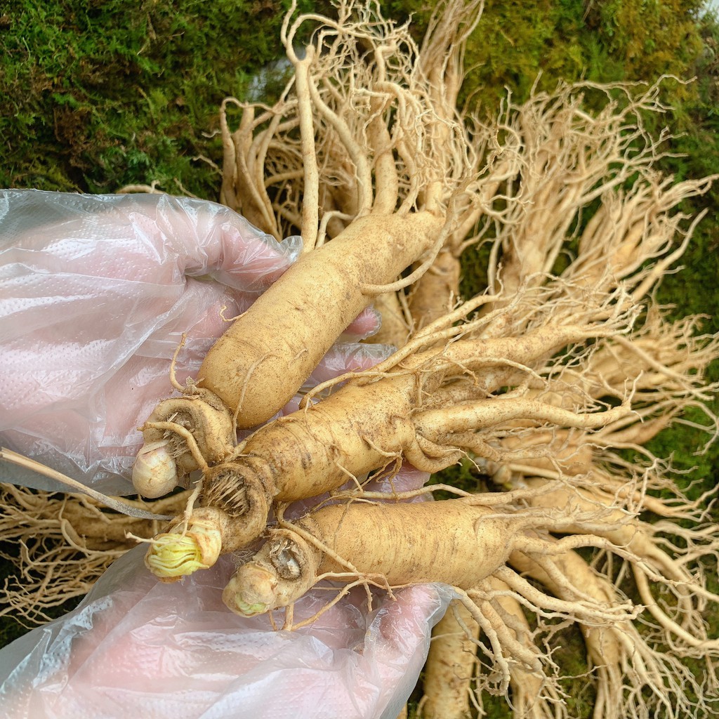 Nhân sâm tươi 185.000/1 củ size sâm 10-11 củ/kg Hàn Quốc