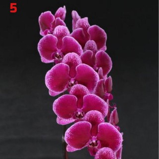 HOA LAN HỒ ĐIỆP GIỐNG
