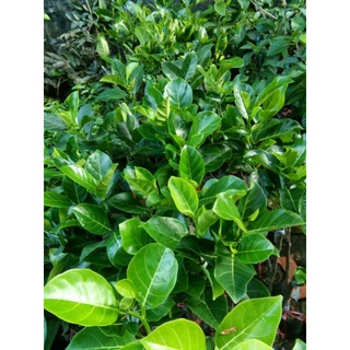 bầu cây mít thái siêu sớm, cây đẹp, cao 80cm.