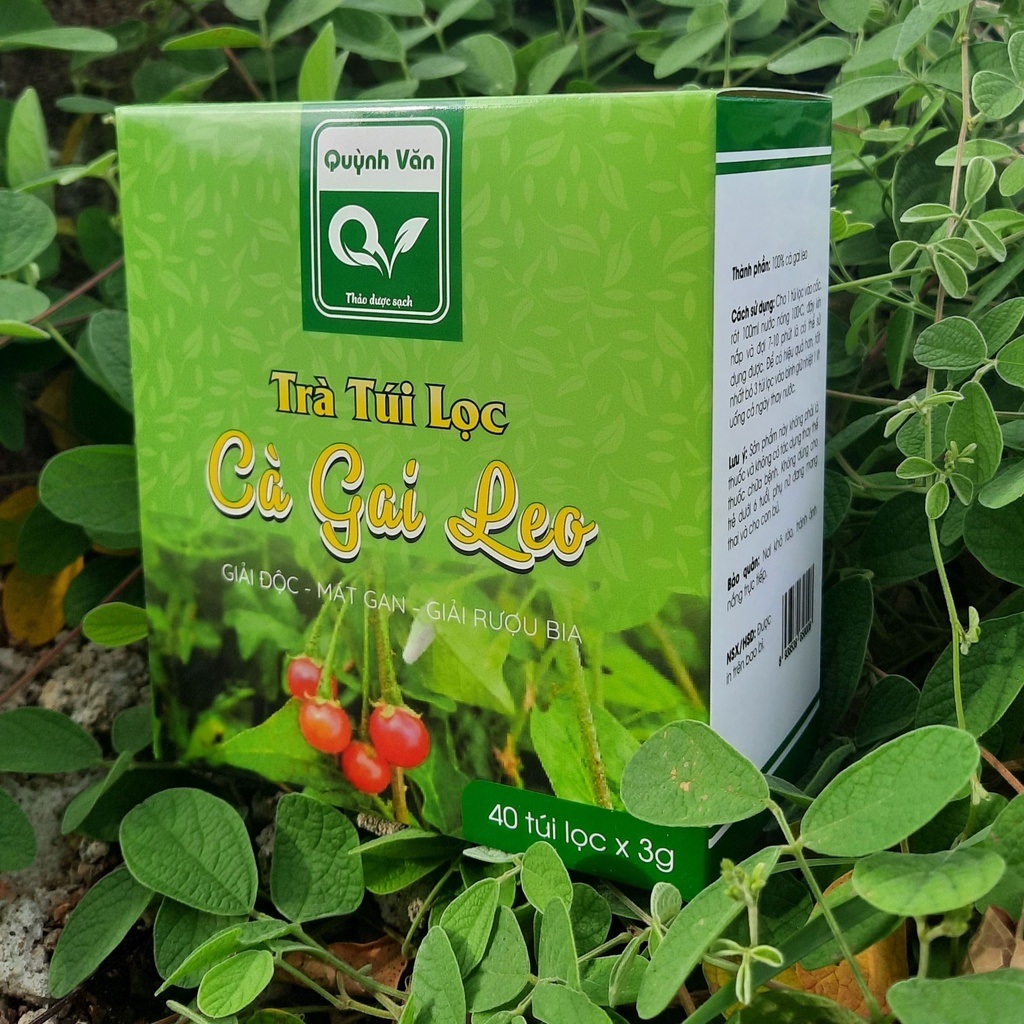 Trà cà gai leo, trà túi lọc cà gai leo Quỳnh Văn giúp giải độc - mát gan cho cả gia đình | BigBuy360 - bigbuy360.vn