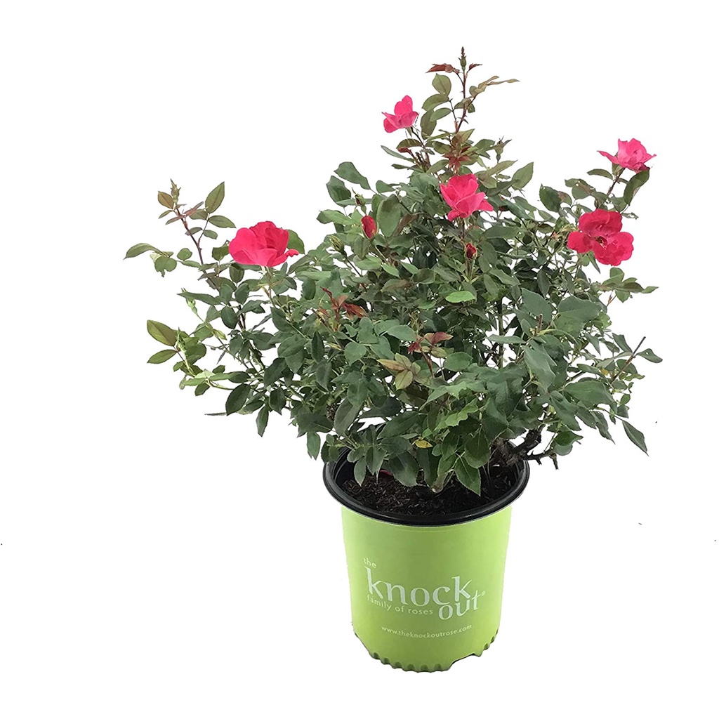 HẠT GIỐNG HOA HỒNG CỔ VÂN KHÔI Rose Knockout trong chậu 2 Gallon (Đỏ)