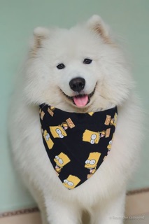 Khăn yếm hoạt hình cute cho Cún