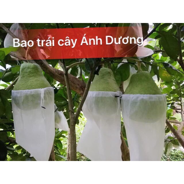 Túi bọc trái cây, ổi, cam, na, mãng cầu, bưởi, Ánh Dương, có nút cài - HVL TEA