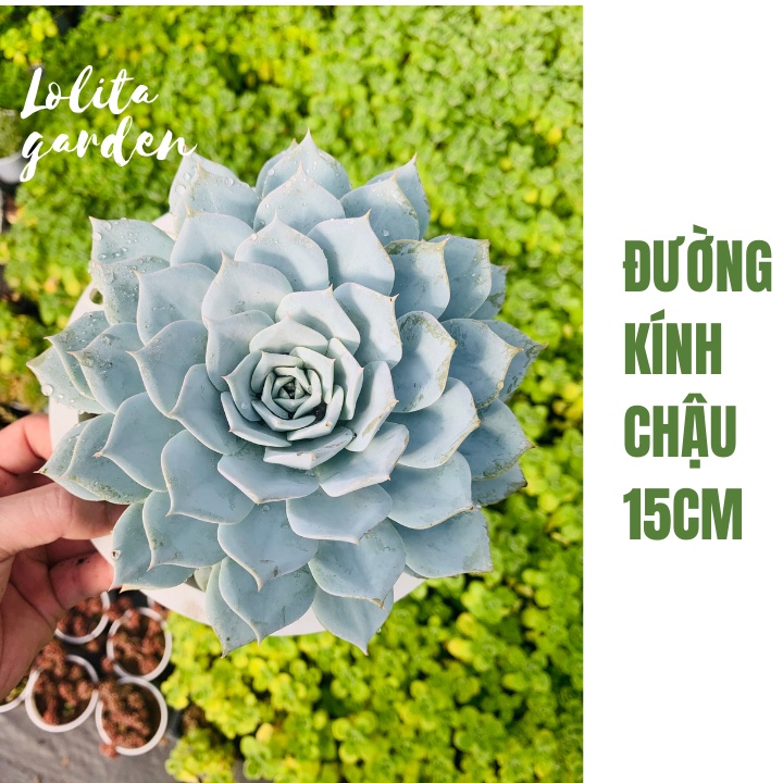 Sen đá ngọc trinh Đà Lạt size đại ~15cm cây cảnh trang trí nhà cửa Lolita garden