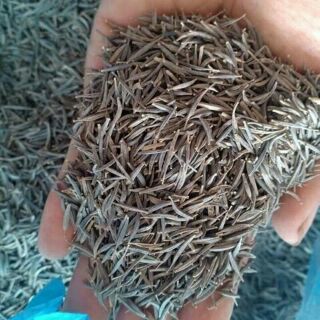 hạt giống hoa sao nhái 100 hat