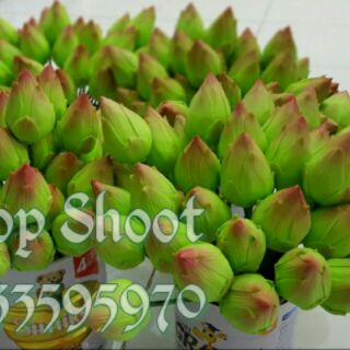 COMBO BÚP SEN THÁI HÀNG LOẠI 1