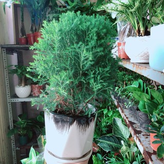 Cây tùng bồng lai kèm chậu sứ