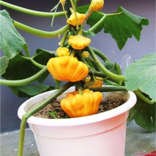 Hạt Giống Bí Đĩa Bay - 10 Hạt luckyseed hạt siêu rẻ