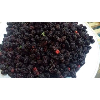 Hạt giống dâu tằm đen